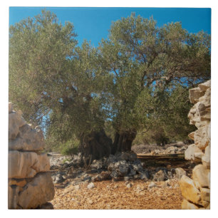 Azulejo De Cerâmica Jardins Olivais de Lun