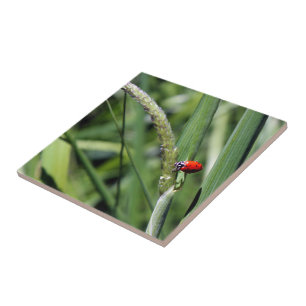 Azulejo De Cerâmica Joaninha (Coccinellidae)