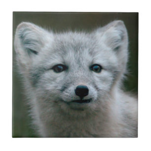 Azulejo De Cerâmica Jogo do Fox ártico das imagens de Getty