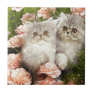 Azulejo De Cerâmica Jogo persa dos gatinhos em flores cor-de-rosa