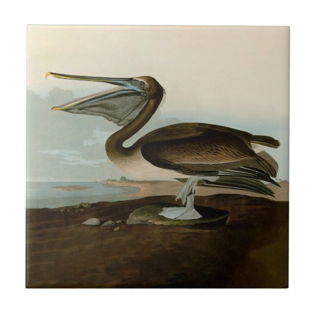 Azulejo De Cerâmica John James Audubon Brown Pelican Trabalho de arte  (Frente)