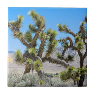 Azulejo De Cerâmica Joshua Tree na Califórnia