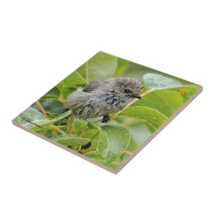 Azulejo De Cerâmica Jovem Bushtit Mole e Bonita Songbird em Laurel