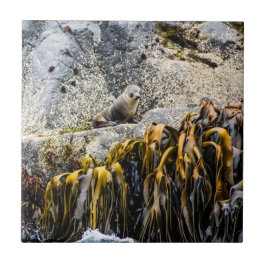 Azulejo De Cerâmica Jovem Selo De Peles Na Rocha