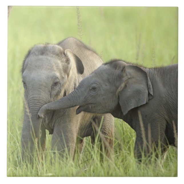 Azulejo De Cerâmica Jovens de elefante indiano/asiático (Frente)