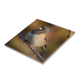 Azulejo De Cerâmica Junco Olhado Escuro em um Limbo