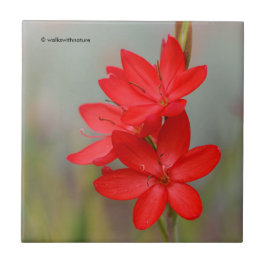 Azulejo De Cerâmica Kaffir Lily / River Lily / Hesperantha Coccinea