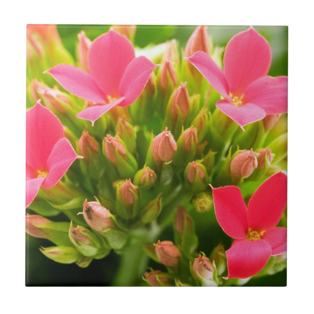 Azulejo De Cerâmica Kalanchoe blossfeldiana (Frente)