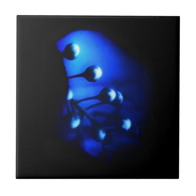 Azulejo De Cerâmica Kate (Frente)