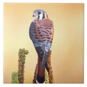 Azulejo De Cerâmica Kestrel, Falco sparverius, Nativo para EUA e Canad