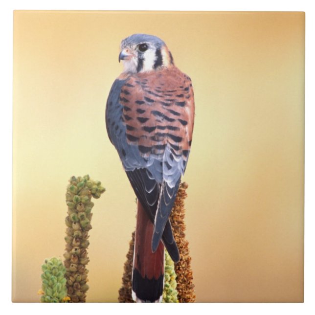 Azulejo De Cerâmica Kestrel, Falco sparverius, Nativo para EUA e Canad (Frente)