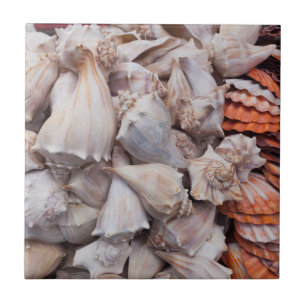 Azulejo De Cerâmica Key West, conchas