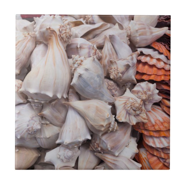 Azulejo De Cerâmica Key West, conchas (Frente)