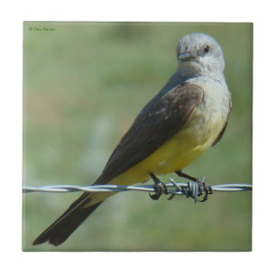 Azulejo De Cerâmica Kingbird B32 ocidental