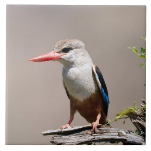 Azulejo De Cerâmica Kingfisher De Cabeça De cinza
