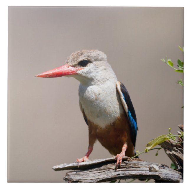 Azulejo De Cerâmica Kingfisher De Cabeça De cinza (Frente)