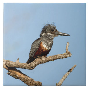 Azulejo De Cerâmica Kingfisher gigante