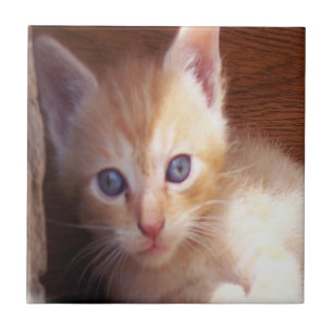 Azulejo De Cerâmica Kitten