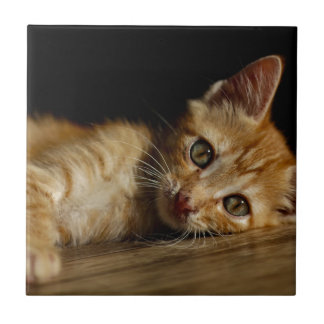 Azulejo De Cerâmica Kitten
