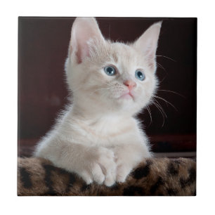 Azulejo De Cerâmica Kitten Branco Vulnerável