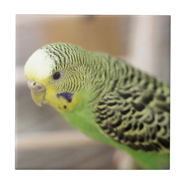 Azulejo De Cerâmica Kiwi (Frente)