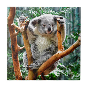 Azulejo De Cerâmica Koala