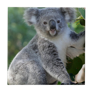 Azulejo De Cerâmica Koala australiano peluches bonito