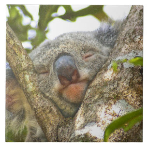 Azulejo De Cerâmica Koala Bear Napping