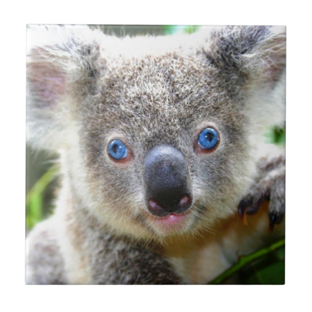 Azulejo De Cerâmica Koala Bears (Frente)