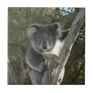 Azulejo De Cerâmica Koala bonito que escala uma árvore