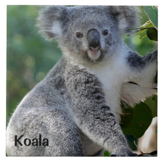 Azulejo De Cerâmica Koala: coala australiana fofinho bonito