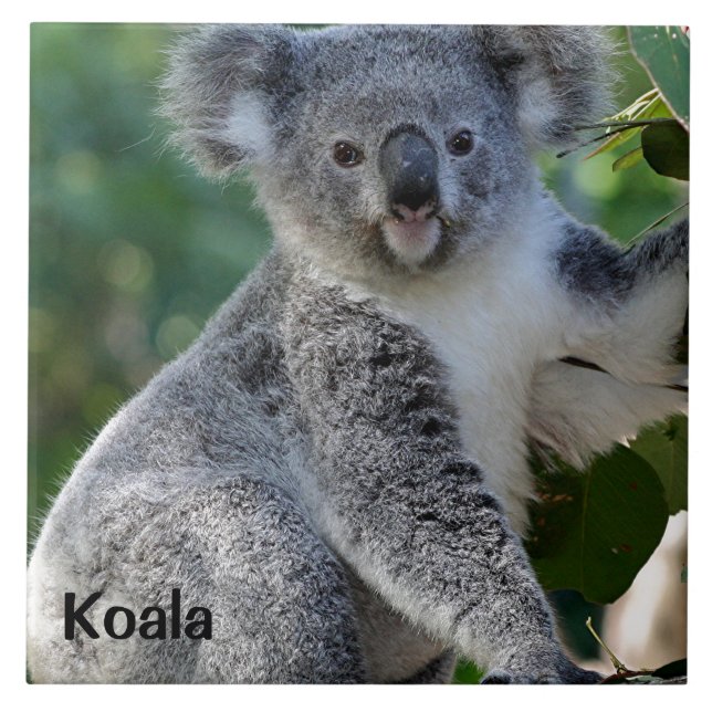 Azulejo De Cerâmica Koala: coala australiana fofinho bonito (Frente)