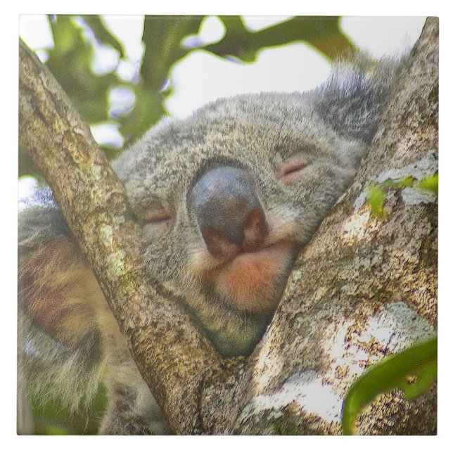Azulejo De Cerâmica Koala que Napping (Frente)