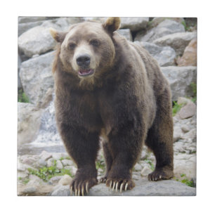 Azulejo De Cerâmica Kodiak Bear