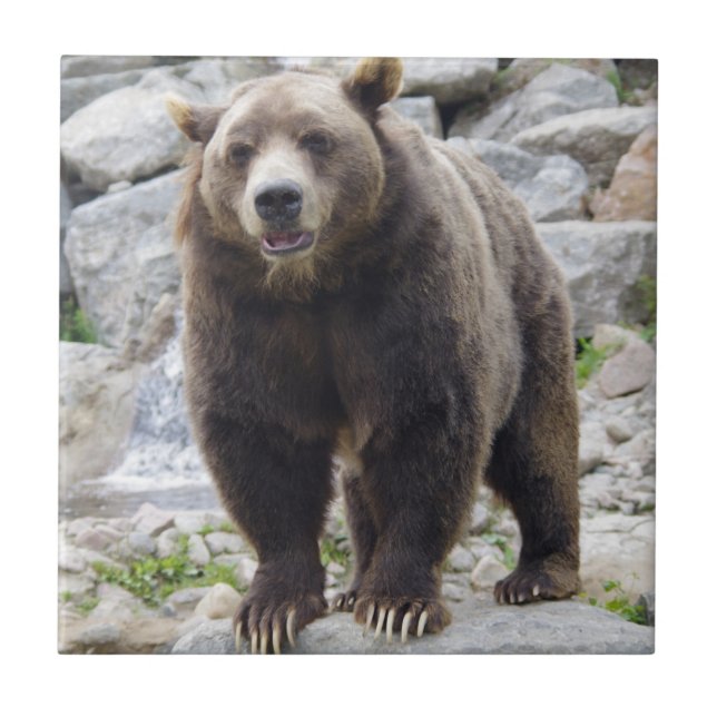 Azulejo De Cerâmica Kodiak Bear (Frente)