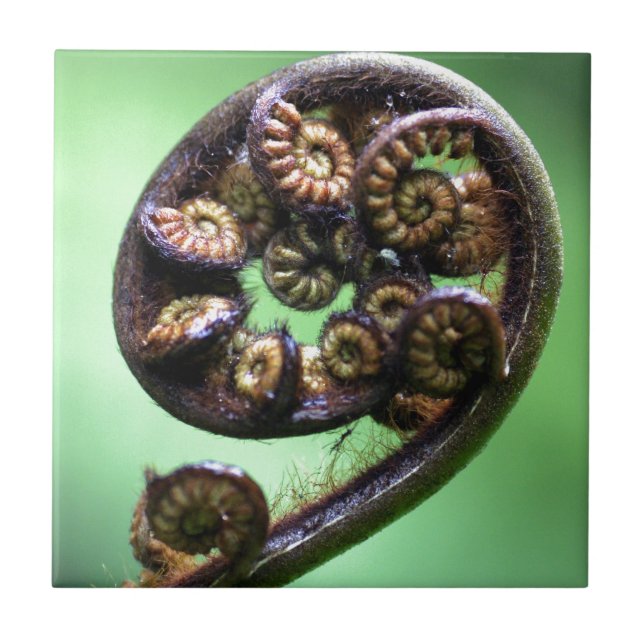 Azulejo De Cerâmica Koru desferindo frond (Frente)