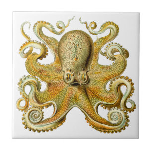 Azulejo De Cerâmica Kraken Vintage, Polvo Gamochonia, Ernst Haeckel
