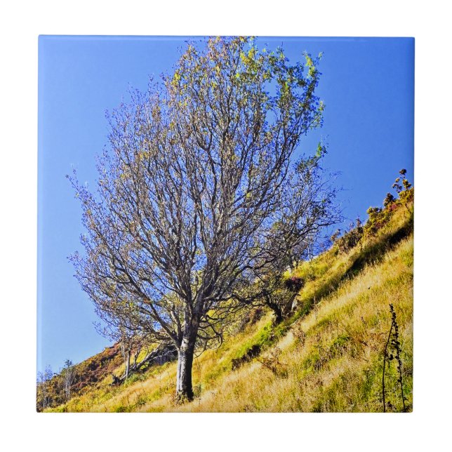 AZULEJO DE CERÂMICA  L0NE TREE (Frente)