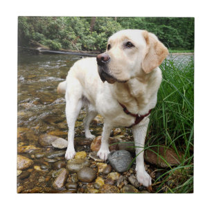 Azulejo De Cerâmica Laboratório Amarelo, Cão-de-Água Brincando em C