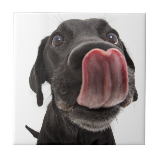 Azulejo De Cerâmica Labrador Negro A Soltar O Nariz (Frente)