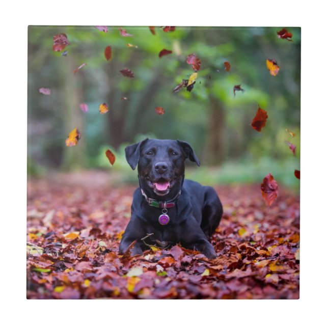 Azulejo De Cerâmica Labrador Negro Em Folhas De outono (Frente)