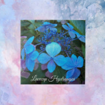 Lacecap Hydrangea Floral