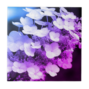 Azulejo De Cerâmica Lacecap Hydrangea Preto E Cor Branca 