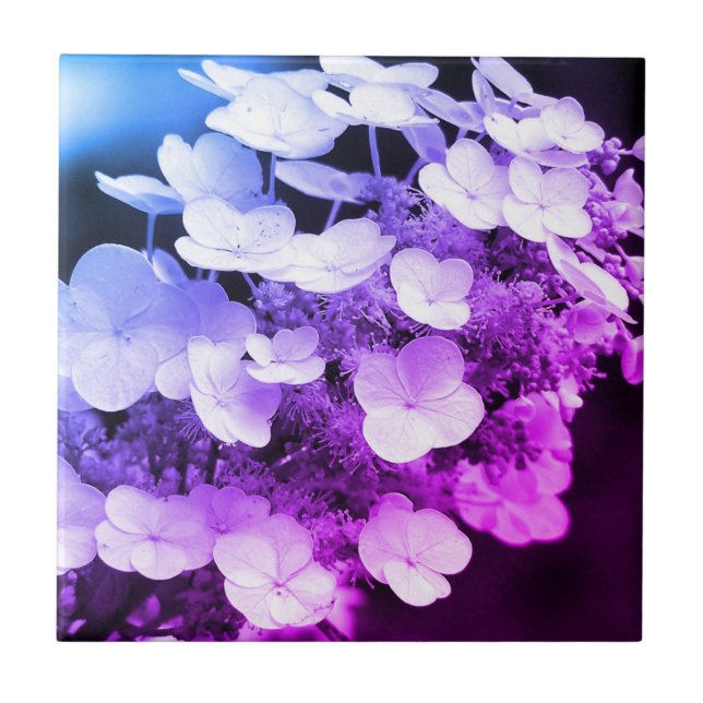 Azulejo De Cerâmica Lacecap Hydrangea Preto E Cor Branca  (Frente)