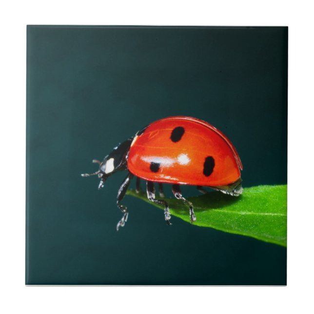 Azulejo De Cerâmica Ladybug (Frente)