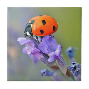 Azulejo De Cerâmica Ladybug na flor da lavanda