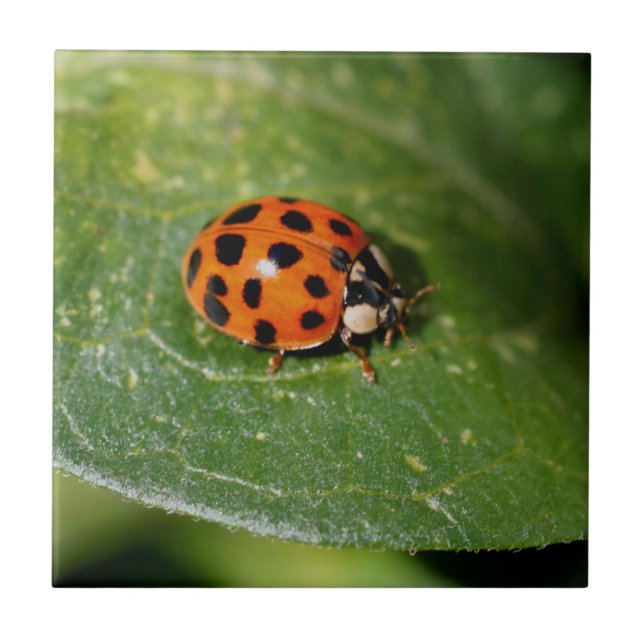 Azulejo De Cerâmica Ladybug Na Natureza Folha (Frente)