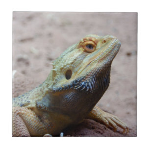 Azulejo De Cerâmica Lagarto