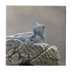 Azulejo De Cerâmica Lagarto de jacaré azul da barriga