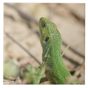 Azulejo De Cerâmica Lagarto verde